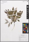 Foto von Salix caprea L. x Salix phylicifolia L.